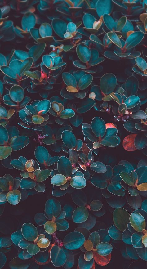 Wallpaper Pastel, Trendy Flowers, Color Textures, Nature Wallpaper, Green Plants, Flower Wallpaper, Flowers Photography, Phone Wallpapers, Iphone Background