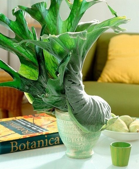 Diy Staghorn Fern Mount, Fern Balcony, Staghorn Fern Mount Ideas, Staghorn Plant, Staghorn Fern Mount, Staghorn Fern Care, Elkhorn Fern, Fair Garden, Fern Care