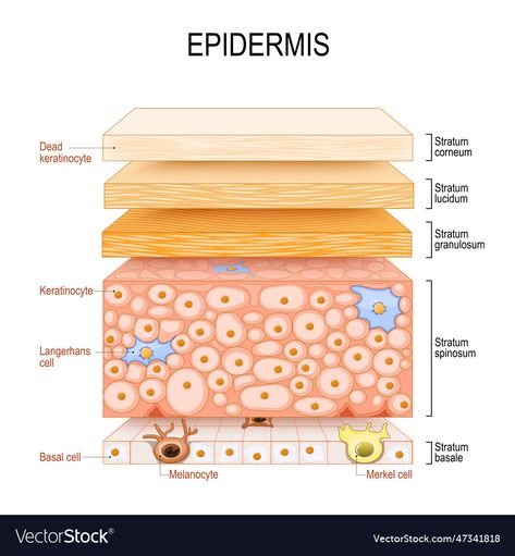 Epidermis Layers, Skin Diagram, Skincare Website, Skin Anatomy, Layers Of The Epidermis, Diagram Design, Cross Section, Doctor Medical, A Cross