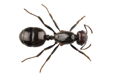 Kill Carpenter Ants, Insect Identification, Carpenter Ants, Types Of Ants, Ant Species, Ant Control, Black Ants, Carpenter Ant, Fire Ants