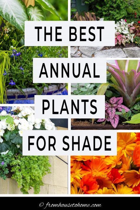 Flowers That Like Shade, Full Shade Flowers, Annual Flowers For Shade, Plants For Shady Areas, Shade Plants Container, Garden Full Of Flowers, Shade Annuals, Full Shade Plants, Best Plants For Shade