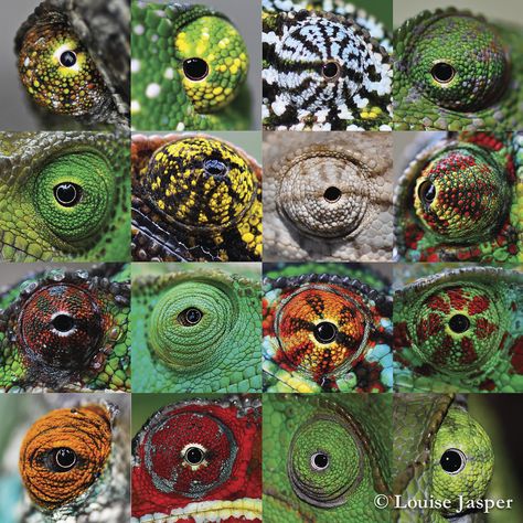 Chameleon Eye Collage | Louise Jasper | Flickr Cameleon Art, Eye Collage, Chameleon Eyes, Frog Eye, African Cichlids, Eye Pictures, Wiccan Spell Book, Art Programs, Colorful Fish