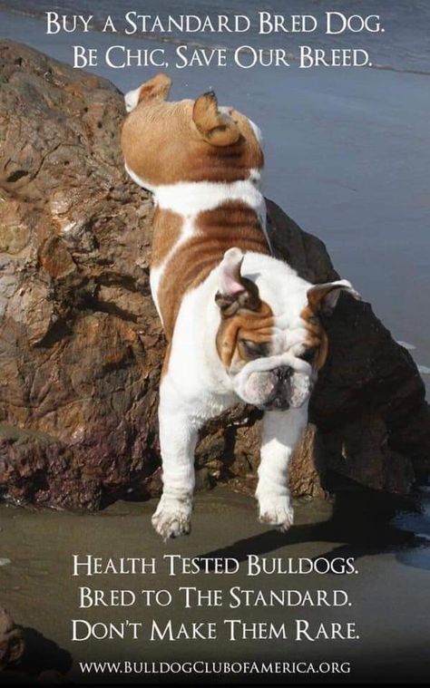 Purebred Dogs, Dog Show, Beautiful Dogs, Dog Breeds, Bulldog, Pure Products, Dogs, Animals