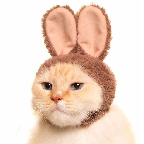 Rabbit Hat, Kitty Clothes, Blind Box, For Cats, Cute Bunny, A Cat, Kitty, Design