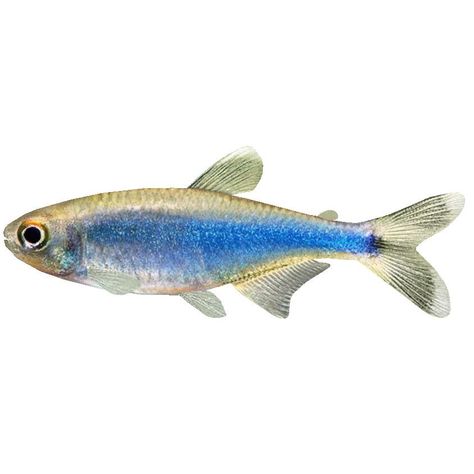 Fish Reference Photo, Fish References, Fish Reference, Fish Colorful, Tetra Fish, River Fish, Colourful Fish, Pretty Fish, Weird Fish