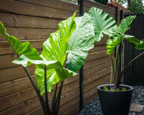 Elephant Ear Bulbs, Elephant Plant, Alocasia Plant, Elephant Ear Plant, Tropical Climate, Elephant Ears, Tropical Foliage, Replant, Potting Soil