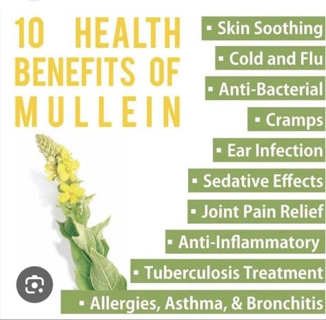 Herbs For Lungs, Mullein Leaf Tea, Madam Pomfrey, Herb Benefits, Mullein Tea, Mullein Leaf, Asthma Remedies, Asthma Relief, Asthma Symptoms