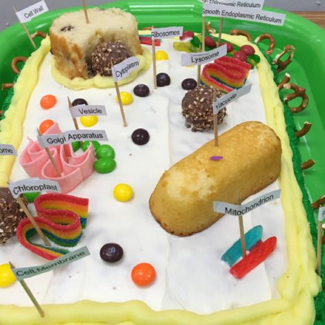 Plant cell project #cakes #plantcell #edible Plant Cell Cake Model, Cell Diagram Project, Cell City Project, 3d Cell Project, Plant Cell Cake, Animal Cell Model Project, 3d Plant Cell, Edible Cell Project, Cell Cake