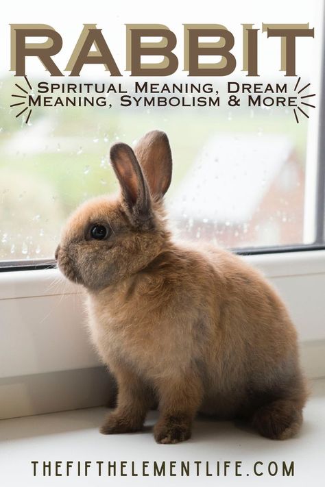 Rabbit Spiritual Meaning Rabbit Symbolism, Rabbit Totem, Rabbit Animal, Animal Symbolism, Interesting Animals, Dream Meanings, Pet Bunny, Funny Dog Pictures, Animal Totems