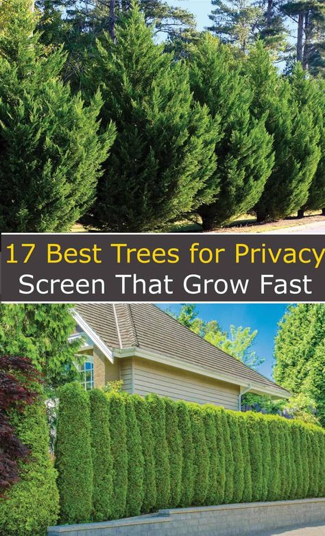 Fresh Landscape Ideas for a Revitalized Garden (#3) - Outdoor Living Spaces Evergreen Trees For Privacy, Best Trees For Privacy, Trees For Privacy, Privacy Landscaping Backyard, Green Giant Arborvitae, Yard Privacy, Evergreen Landscape, Shrubs For Privacy, Fast Growing Evergreens