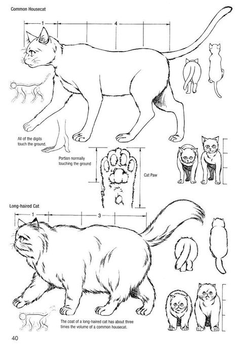 Tracer Art, Cute Dog Drawing, Perspective Sketch, Cat Drawing Tutorial, Cats Art Drawing, Cat Anatomy, Learning To Draw, Animal Drawings Sketches, Nature Sketch