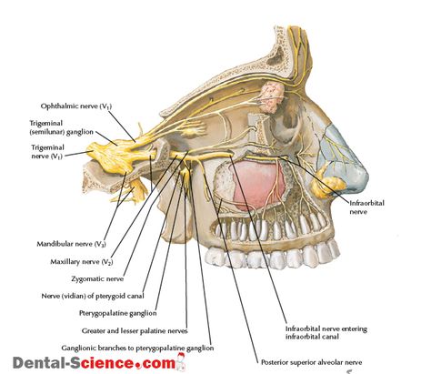 PTERYGOPALATINE FOSSA : Anatomy , Arterial supply , Venous Drainage , Nerve Supply , Radiology - Dental Science Maxillary Nerve, Trigeminal Nerve, Charting For Nurses, Nerve Anatomy, Dental Anatomy, Basic Anatomy And Physiology, Nerve Fiber, Nasal Cavity, Brain Anatomy