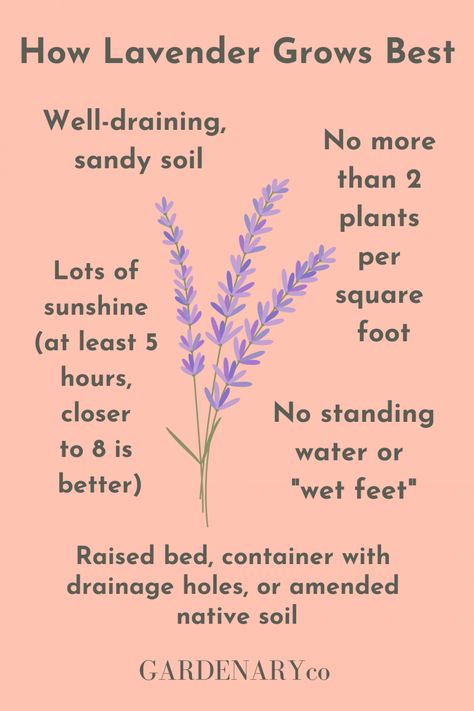 How to Grow Your Own Organic Lavender • Gardenary Lavendar Growing Indoors, Lavender Care Plants Tips, Grow Lavender Outdoors, Lavender Growing Tips, Caring For Lavender Plants Outdoor, Lavender Herb Uses, How To Grow Lavender Outdoors, How To Grow Lavender Indoors, When To Plant Lavender Outside