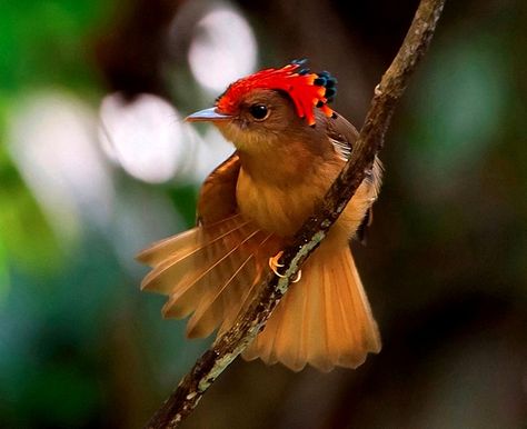 Royal Flycatcher (Onychorhynchus coronatus),  found in the wilds of Central and South America, in the woodland and forest areas of the Amazon River basin, and as far as Peru, Bolivia and Ecuador. Royal Flycatcher, Flycatcher Bird, Forest Biome, Fly Catcher, Inktober Art, Parakeet Bird, Live Animals, Photo Competition, Art Idea