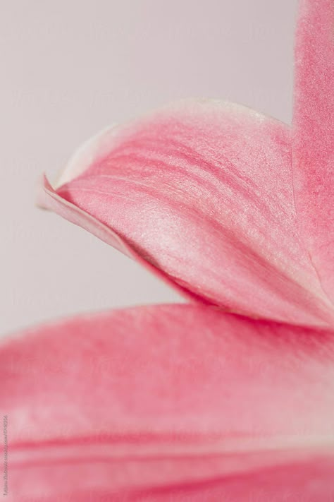 Flower Petal Aesthetic, Pink Rose Photography, Freshness Aesthetic, Aesthetic Stock Photos, Pink Photography Aesthetic, Pink Bg, Grey Floral Wallpaper, Photography Mockup, Education Banner