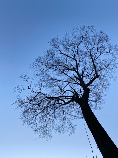 #treeaesthetics #clearsky #natureaesthetics Aethstetic Pic, Clear Blue Sky Aesthetic, Sky And Trees Aesthetic, Naked Tree, Dark Tree, Clear Blue Water, Bare Tree, Sky Background, Insta Post