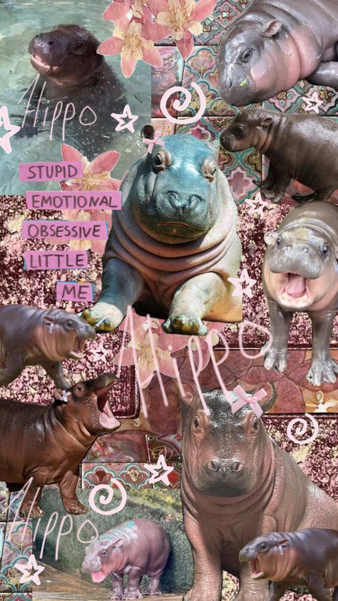 Enjoy this stupid shuffle of my favorite animal #hippopotamus #hippo #cute #animals #moodeng #girlcore Cute Hippo, Favorite Animal, Hippopotamus, Cool Artwork, My Favorite, Cute Animals, Snoopy, Animals