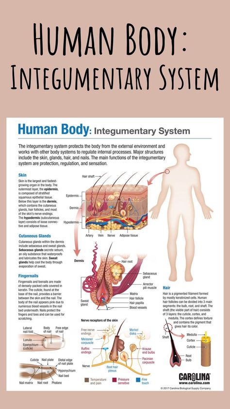 The integumentary system is made up of the skin, hair, and nails. Its main functions are protection, regulation, and sensation. This free infographic provides a colorful representation of the system that’s easy for students to read and understand! #humanbody #integumentarysystem #hair #skin #nails #senses #touch #structureandfunction #anatomy #physiology #anatomyandphysiology #a&p #nursing #doctor #infographic #bodysystems #science #research The Integumentary System, Skin Anatomy, Integumentary System, Basic Anatomy And Physiology, Anatomy Physiology, Nursing Student Tips, Medical Student Study, Science Research, Human Body Anatomy