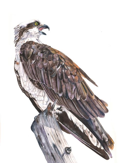 Osprey Watercolor painting Print of watercolor by LouiseDeMasi Bluebird Painting, Parrot Painting, Eagle Drawing, Bird Watercolor Paintings, Bird Paintings, Wildlife Prints, Camping Art, Bird Drawings, Watercolor Inspiration