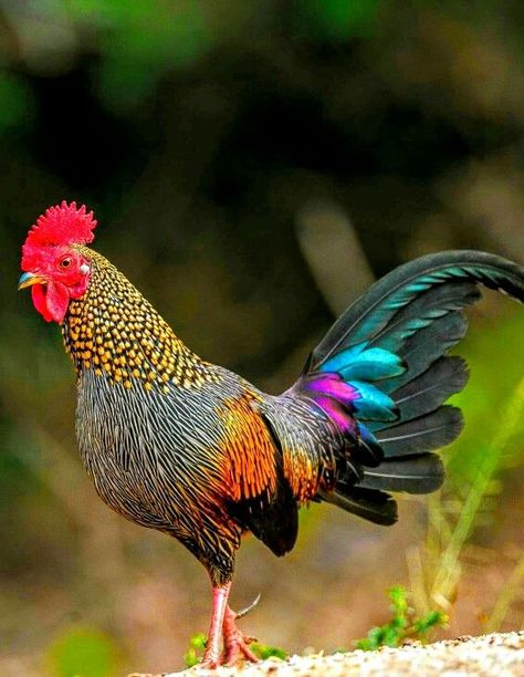 Pretty Roosters, Jungle Fowl, Chicken Pictures, Fancy Chickens, Beautiful Chickens, Chickens And Roosters, Bird Supplies, Chicken Breeds, Chicken Coops