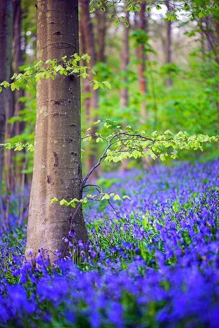 ❤️ Sussex England, East Sussex, Dean, Blue Flowers, England, Forest, Flowers, Blue