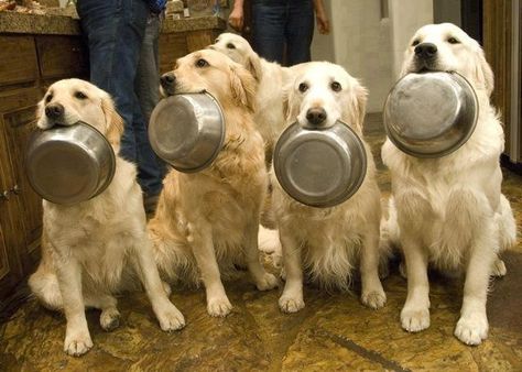 Dinner time - Imgur Dog Waiting, Love My Dog, Smart Dog, Dog Rules, Funny Dog Pictures, Dogs Golden Retriever, Retriever Dog, Golden Retrievers, Dinner Time