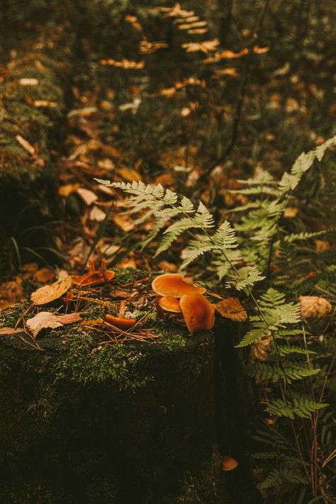 Woodland Astethic, Autumn Forest Aesthetic Wallpaper, Amber And Green Aesthetic, Forest Fall Aesthetic, Autumn Forest Photography, Autumn Woods Aesthetic, Amber Core Aesthetics, Fall Forest Background, Green Autumn Aesthetic