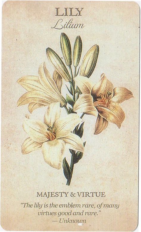 Flower Dictionary, Flower Guide, Flower Meanings, Victorian Flowers, Flower Names, Flower Therapy, Images Vintage, Language Of Flowers, Flower Quotes