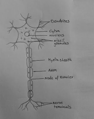 Nerve Drawing, Nerves Drawing, Nerve Cell Diagram, Nerve Cell Drawing, Cell Drawing, Nerve Cells, Neuron Drawing, Nerve Diagram, Neuron Drawing Notes