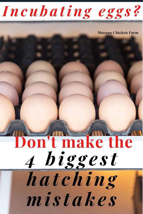 Chicken Egg Incubation, Hatching Duck Eggs In An Incubator, Hatching Chickens Incubator, Incubating Duck Eggs, Diy Incubator Eggs, Hatching Chicks Incubator, Hatching Eggs In An Incubator, Hatching Chicken Eggs In An Incubator, Egg Incubation Chart