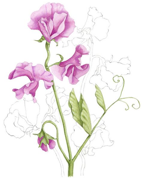 Pea Tattoo, Sweet Pea Tattoo, Australian House, Garden Magazine, Sweet Pea Flowers, Garden Illustration, Illustration Botanique, Sweet Peas, Botanical Painting