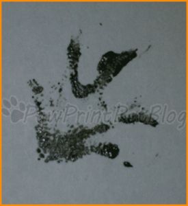 Get a paw print from my leopard gecko and get a tattoo of it Viserion Tattoo, Gecko Footprint, Footprint Tattoo Ideas, Leopard Gecko, Tattoos Ideas, Get A Tattoo, A Tattoo, Gecko, Paw Print