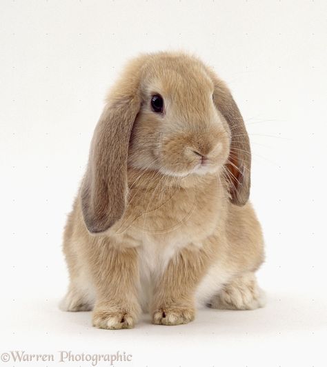 floppy eared rabbits | WP21019 Young sandy lop rabbit, 9 weeks old, with long drooping ears. Floppy Ears Bunny, Long Eared Rabbit, Floppy Bunny Ears Drawing, Rabbit Poses, Bunny Floppy Ears, Bunny With Floppy Ears, Floppy Bunny Ears, Floppy Ear Bunny, Rabbit Pose