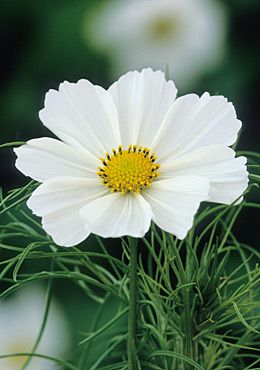 Cosmos Flower Photography, Cosmos Varieties, Garden Cosmos Flower, White Cosmos Flowers Aesthetic, Yellow Cosmos Flowers Aesthetic, Cosmo Flower, Cosmos Bipinnatus, Botanical Artists, August Flowers