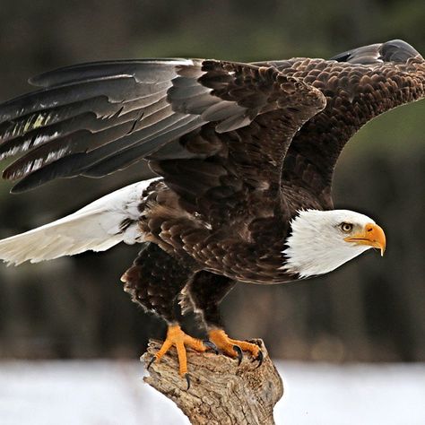 The Bald Eagle is both the national bird and animal of the United States. The bird appears on most official U.S. government seals, most notably the presidential seal.  Bald eagles are a sea eagle found throughout all of the Unites States, Canada and northern Mexico. They thrive near water, and feed primarily on fish. They also build the largest nests of any bird in North America, and the biggest tree nests of any animal on Earth. Haliaeetus Leucocephalus, Birds Photography Nature, Presidential Seal, Eagle Feather, Eagle Images, Eagle Painting, Eagle Wallpaper, Sea Eagle, Eagle Pictures