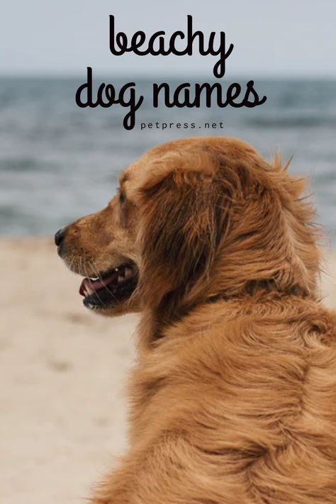 I love the beach, my pup loves the beach, why not take inspiration from this powerful place for your beach inspired dog name. I had so much fun with these beachy dog names! Beach Names Ideas, Beachy Dog Names, Beach Dog Names, Fun Dog Names, Unique Dog Names Boy, Beachy Names, Beachy Words, List Of Dog Names, Dog Names Girl