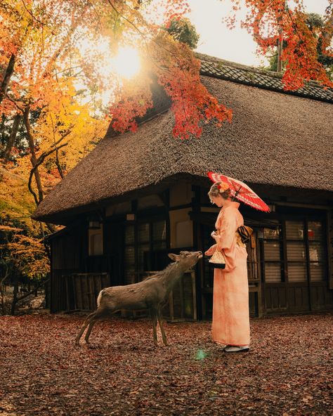 Nara, Japan 🇯🇵 A cute encounter 🦌 📸 Captured by @shotbychrisl on Nov 2023 🫶 . . #nara #japan #deer #japandeer #narajapan #shetravels #sheisnotlost #shewanders #visitjapan #traveljapan London Girl, Nara Japan, Visit Japan, Nara, Japan Travel, Girls Trip, Deer, London, Japan