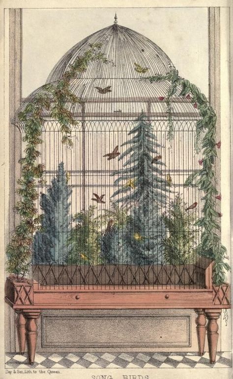 Victorian Terrariums, Antique Bird Cages, Song Birds, Vintage Bird Cage, Antique Illustration, Bird Cages, Mushroom Art, Vintage Ephemera, Antique Prints