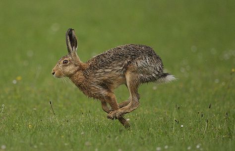 Hare Photos, Hare Running, Hare Pictures, Running Hare, Rabbit Jumping, Hare Painting, Tattoo Nature, Wild Hare, Beautiful Rabbit