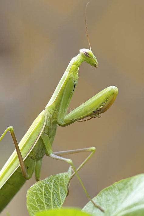 Side profile of a praying mantis stock photos Cute Praying Mantis, Female Praying Mantis, North Idaho, Praying Mantis, Side Profile, Close Up Photos, Side View, Idaho, A Garden