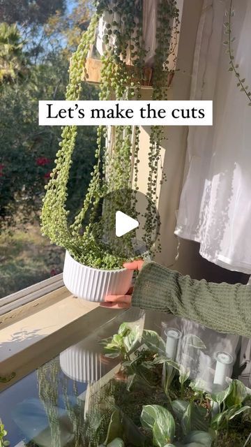 String Of Pearls Propagation, Pothos Plant Climbing Ideas, How To Propagate String Of Pearls, String Of Pearls Plant Decor, String Of Pearls Plant Care, Pearl Plant, Flower Bed Plants, String Of Pearls Plant, Easy Care Houseplants