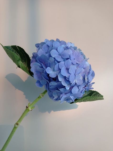 Blue Hydrangea Bouquet Aesthetic, Blue Hydrangea Aesthetic, Ajisai Flower, Aesthetic Hydrangea, Hydrangea Aesthetic, Hydrangea Photo, Blue Hydrangea Flowers, Fancy Buttons, Embroidered Dupatta