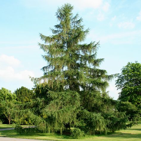 https://flic.kr/p/xSTGd1 | larix_decidua Larix Decidua, Palm Tree Fruit, Larch Tree, Conifer Trees, Big Photo, New Caledonia, Central Europe, British Indian Ocean Territory, Pitcairn Islands