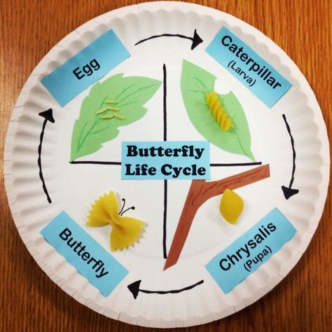 Butterfly life cycle using pasta and paper plates. This was from when I taught second grade. Fun elementary education ideas Butterfly Cycle, Life Cycles Preschool, Butterfly Life Cycle Craft, Life Cycle Of A Butterfly, Cycle Of A Butterfly, Life Cycle Craft, Butterflies Activities, Second Grade Science, 1st Grade Science