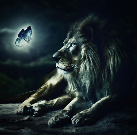 Lion With Butterfly, Lion Artwork, Lion Photography, Leo Lion, Lion Tattoo Design, Lion Wallpaper, Wolf Quotes, Lion Images, Lion Pictures