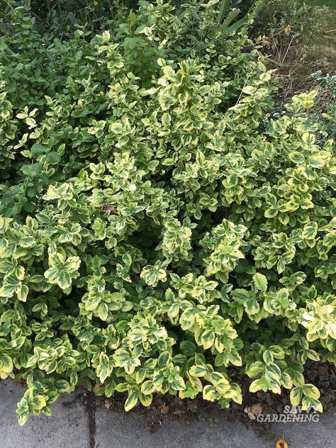 Low Growing Shrubs for the Front of the House: 16 Great Choices Landscape Shrubs, Little Lime Hydrangea, Shrubs For Landscaping, Low Growing Shrubs, Concrete Patio Makeover, Front Yard Plants, Bloom Where Youre Planted, Front Yard Garden Design, Foundation Planting