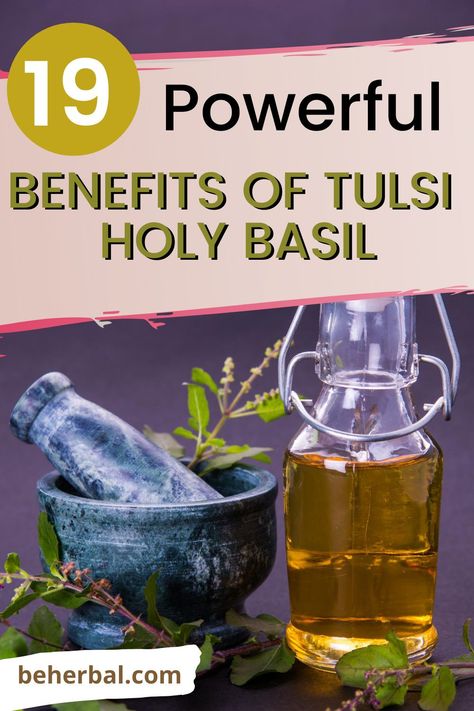 Tulsi Basil Benefits, Tulsi Herb Benefits, Holy Basil Benefits Health, Tulsi Oil, Healing Sickness, Holy Basil Benefits, Holy Basil Tea, Elixir Of Life, Garden Remedies