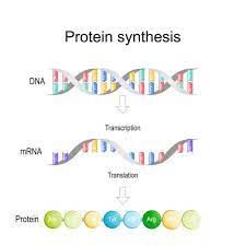 970+ Protein Synthesis Illustrations, Royalty-Free Vector Graphics & Clip Art - iStock | Protein synthesis drawing, Prokaryotic protein synthesis Drawing Biology, Dna Transcription, Peptide Bond, Flowers To Plant, Plant Hardiness Zone Map, Transcription And Translation, Plasma Membrane, Medical Photos, Perennial Flowers