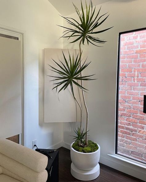 Plant Garden Ideas, Dracena Plant, Indoor Plant Garden, Dracena Marginata, Indoor Tree Plants, Indoor Plants Bedroom, Water Plants Indoor, Dracaena Marginata, Interior Design Plants