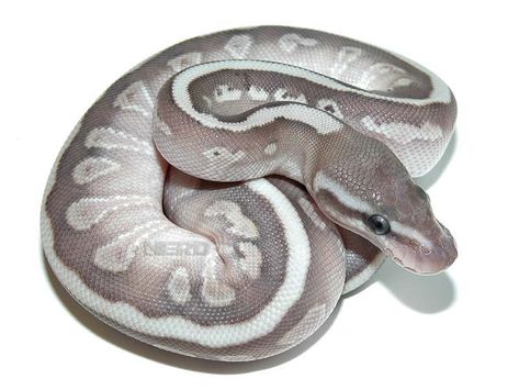 Soul Sucker - Morph List - World of Ball Pythons Grey Ball Python, Soul Sucker, Chad Gray, Python Morphs, Ball Python Morphs, Ball Pythons, Python Snake, Pet Snake, Ball Python